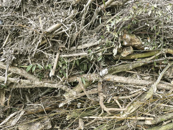 TAC Abfallarten Grünschnitt